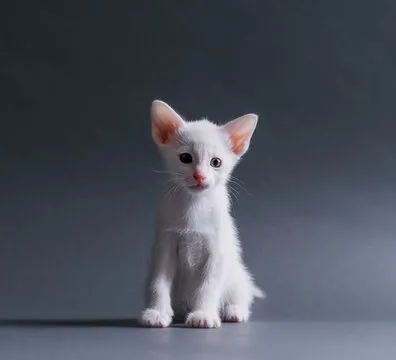 篮球评论员头像